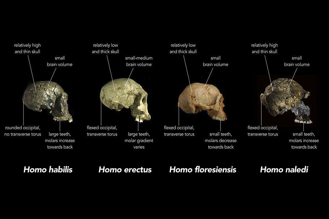 Comparison of skull features of Homo naledi and other early human species.