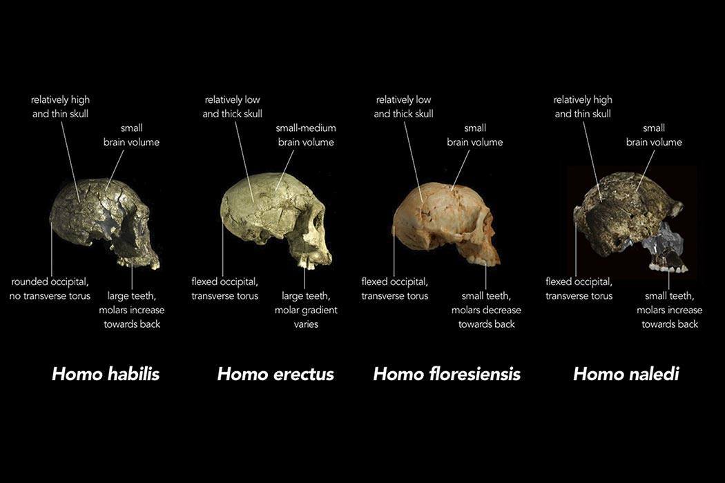 Homo naledi Walked Earth More Recently than Thought