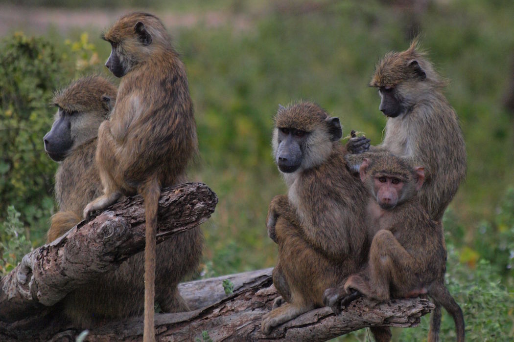 New Study Shows Optimal Group Size For Baboons JSTOR Daily