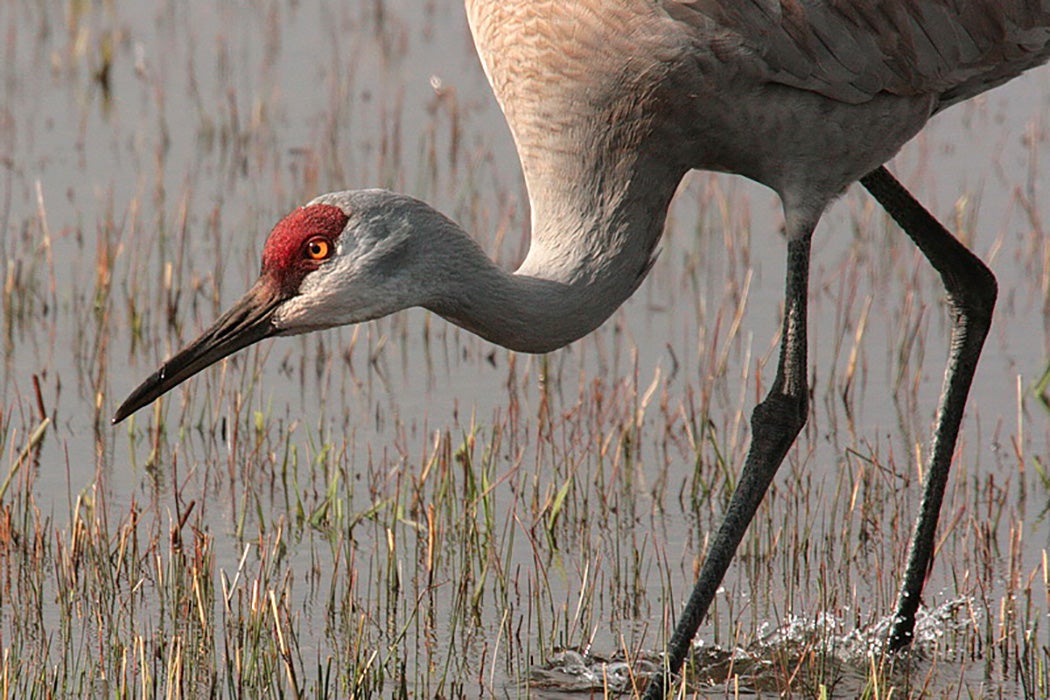 A Sandhill Crane walking in a marsh