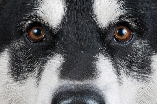 Close-up of a black and white dog