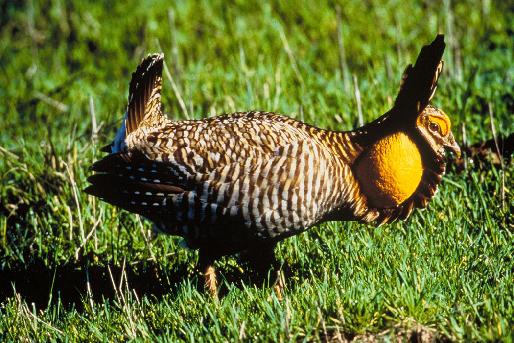 The demography of extinction in eastern North American birds