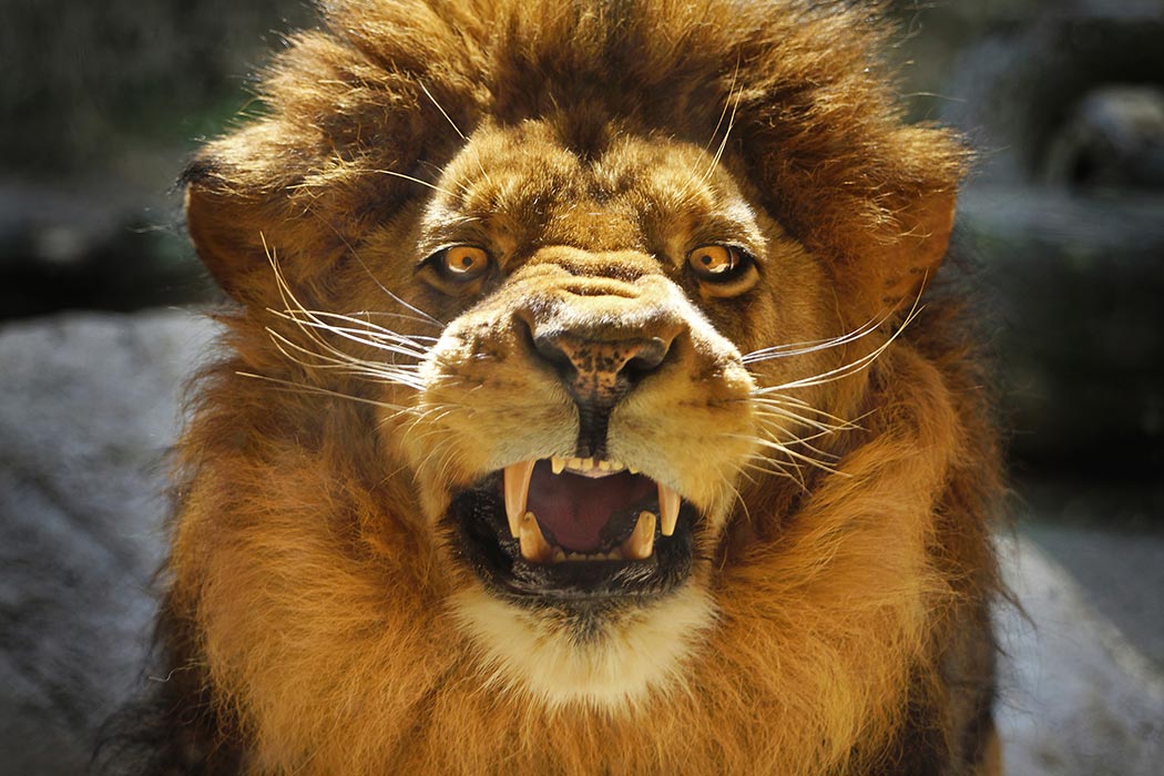 Aggressive male lion