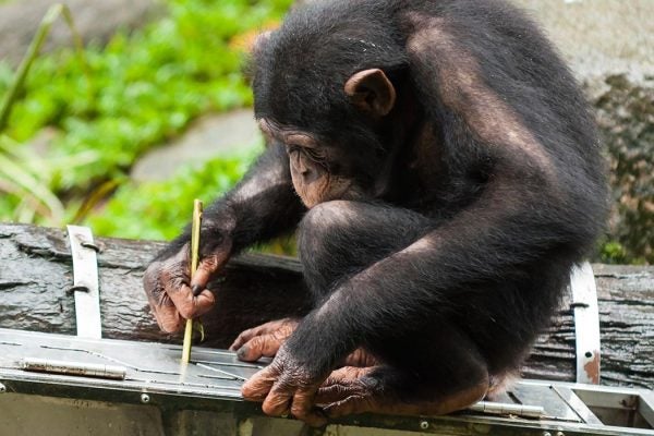 Chimpanzee working with a tool.