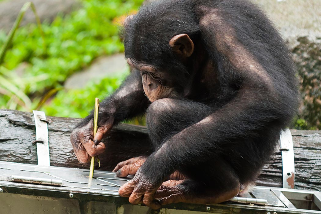 chimpanzee baby eating