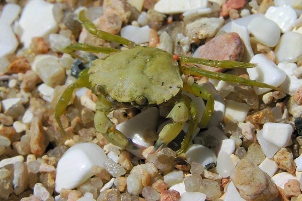 A young Carcinus maenas showing the common green colour