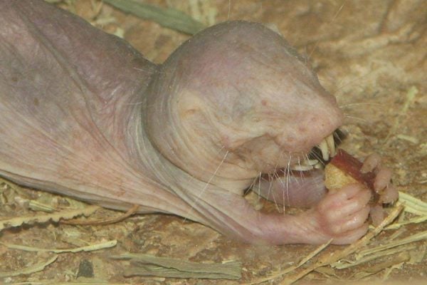 A captive naked mole-rat eating By Ltshears - Trisha M Shears (Own work) [Public domain], via Wikimedia Commons
