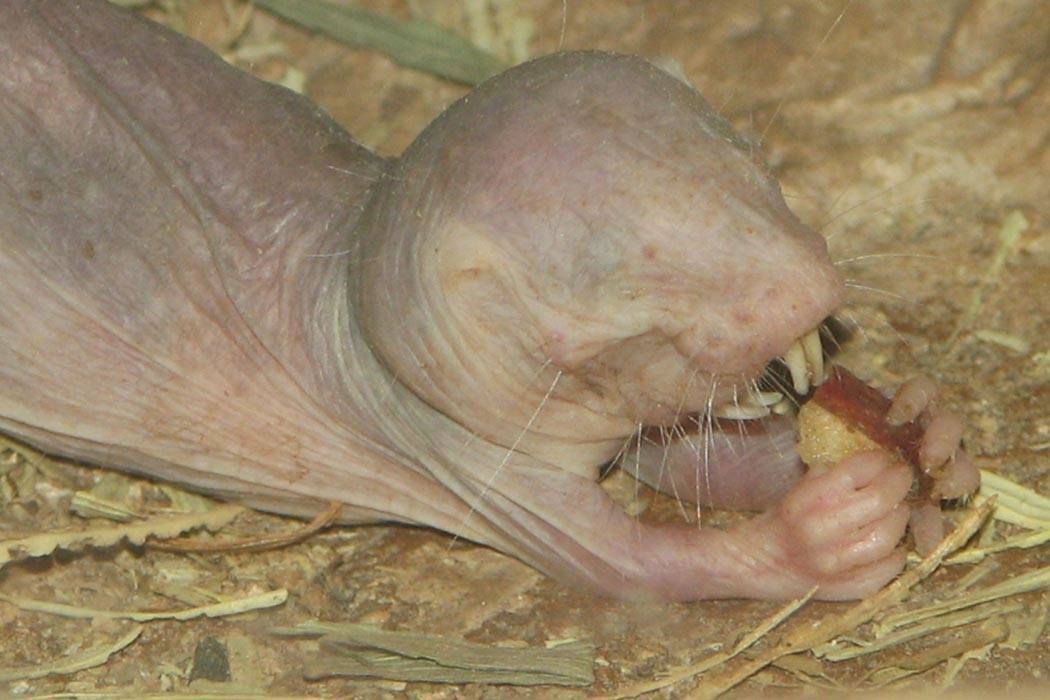 A captive naked mole-rat eating By Ltshears - Trisha M Shears (Own work) [Public domain], via Wikimedia Commons
