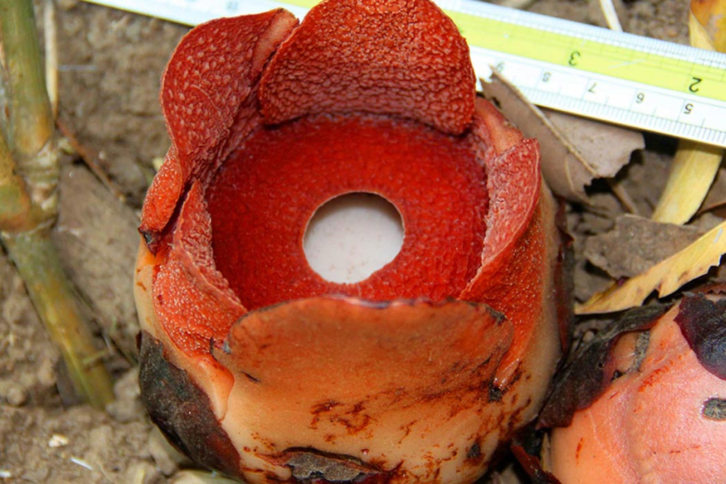Rafflesia consueloae. Image credit: Edwino S. Fernando.