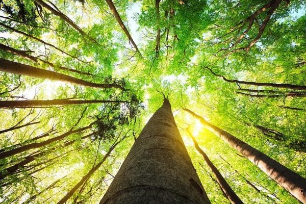 Perspective looking up through a forest canopy