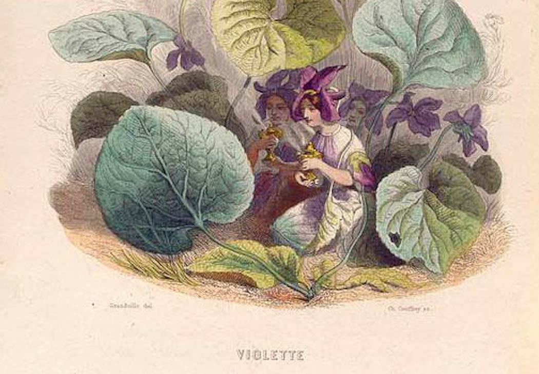 Violette Personified NYPL Collections