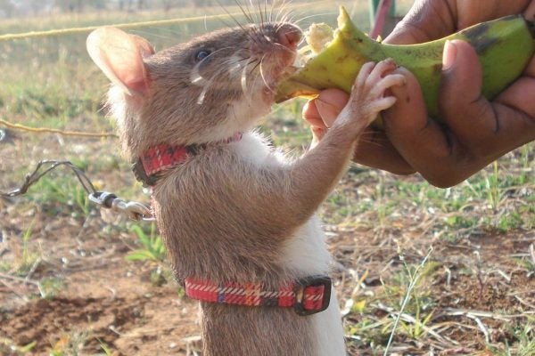 APOPO HeroRAT rat getting food reward