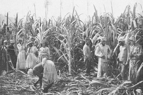 Schomburg Center for Research in Black Culture, Jean Blackwell Hutson Research and Reference Division, The New York Public Library. "Sugar cane plantation; [Jamaica.]" New York Public Library Digital Collections. Accessed April 27, 2016. http://digitalcollections.nypl.org/items/510d47df-94a7-a3d9-e040-e00a18064a99
