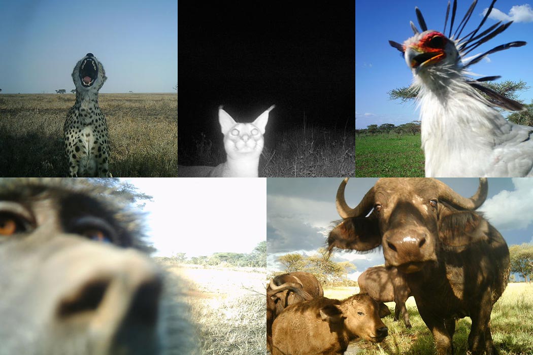 Wildlife cams