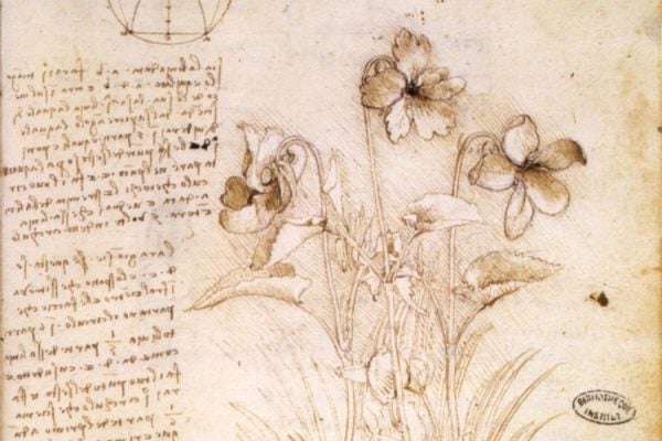 Leonardo da Vinci botanical study, circa 1490