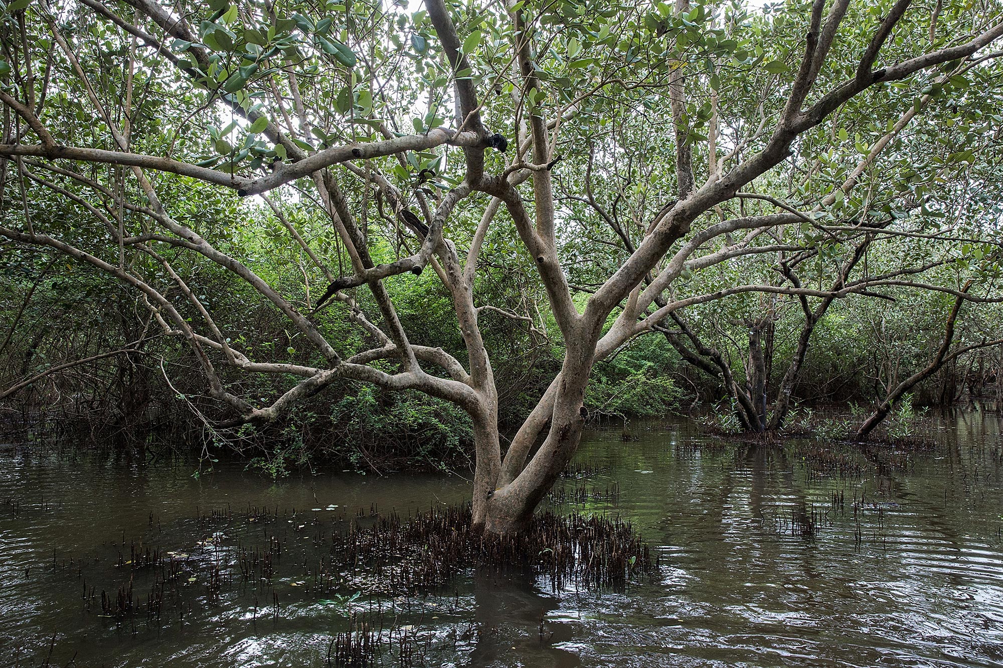 Why Myanmar Jailed Mangrove Activists | JSTOR Daily