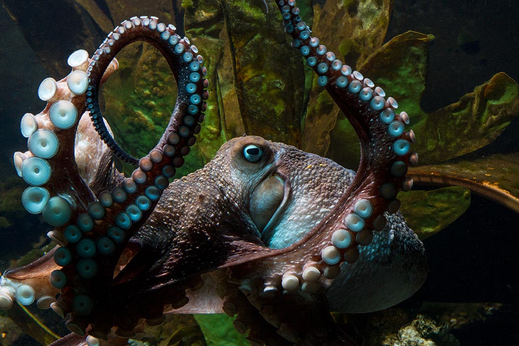 Inky the octopus swimming in a tank at the National Aquarium of New Zealand in Napier, New Zealand. Courtesy of the National Aquarium of New Zealand
