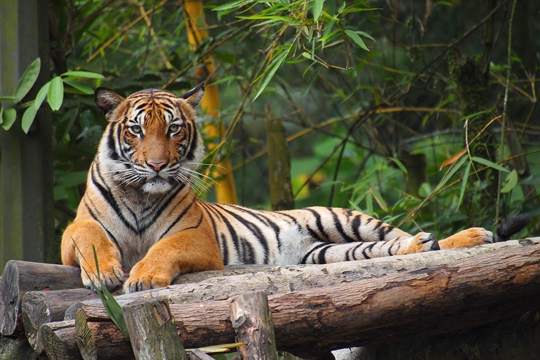 Malayan Tiger at National Zoo Malaysia