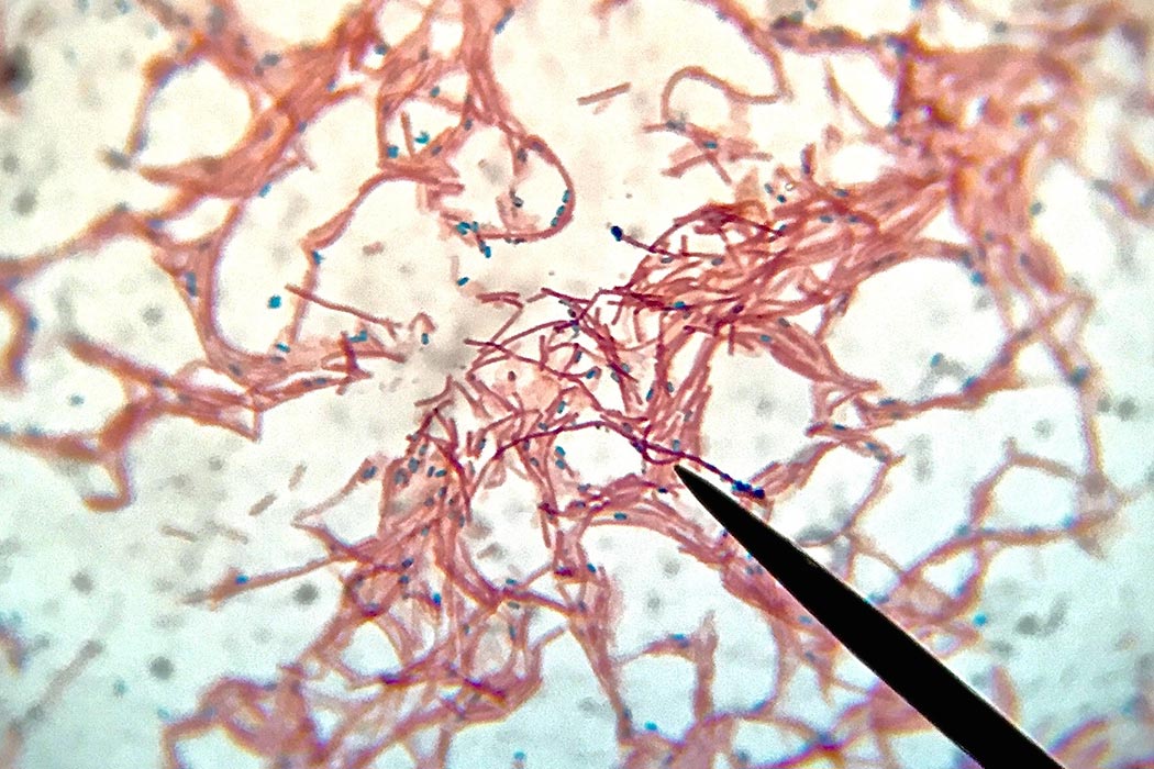 Microscope view of thread-like cells