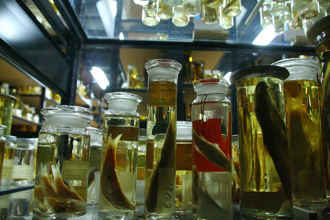 Science jars of formalin and fish
