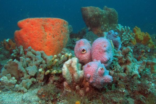 Colourful sponge garden with Sea Tulips (Pyura spinifera). Fly Point, Port Stephens, NSW