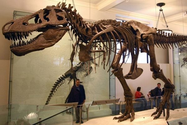 Tyrannosaurus rex skeleton (the specimen AMNH 5027) at American Museum of Natural History.
