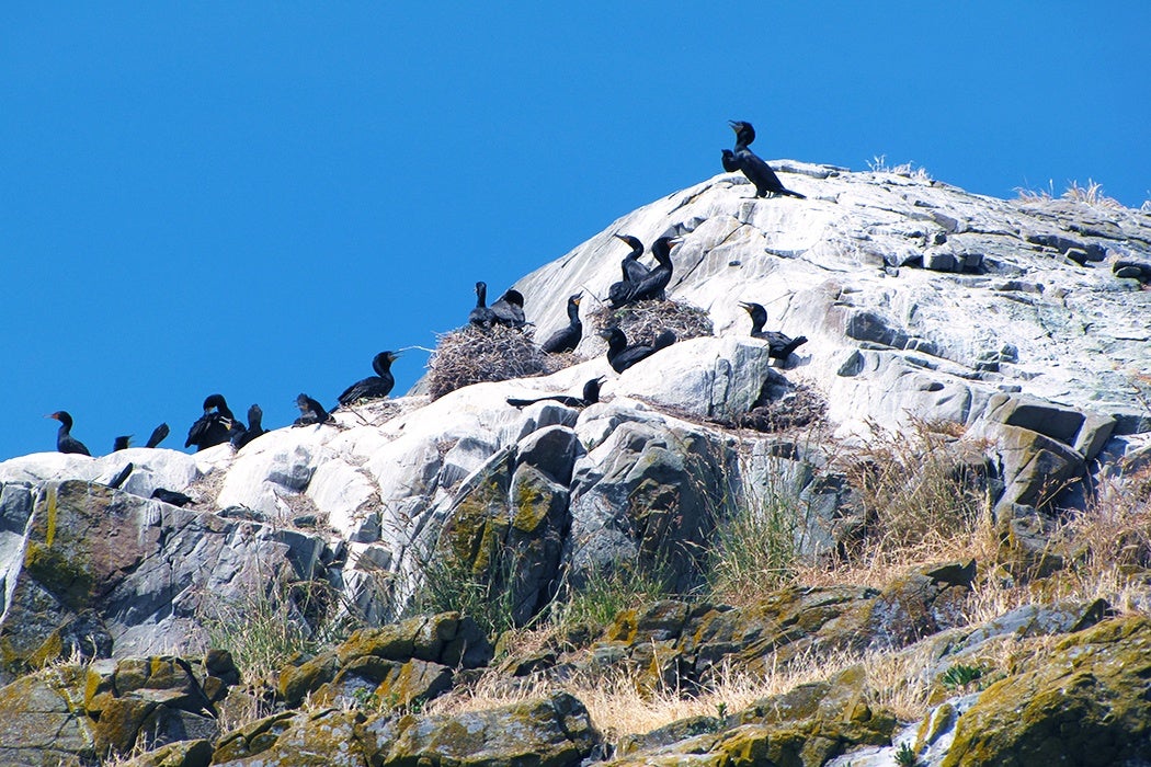 Cormorants on a Guano Island
