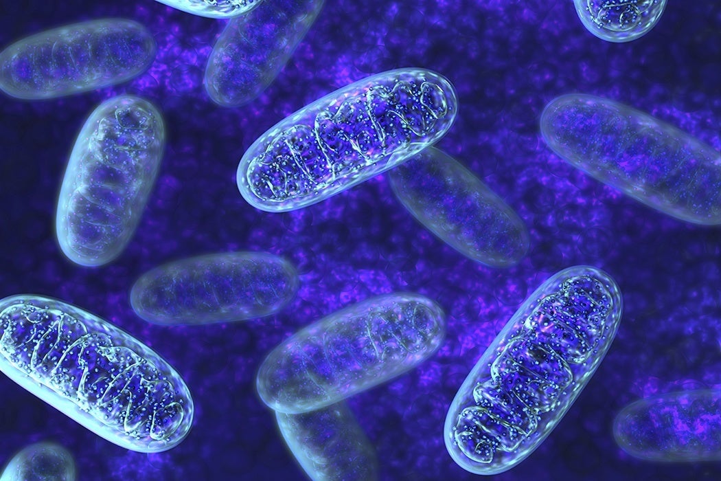 Who Needs Mitochondria Anyway? | JSTOR Daily