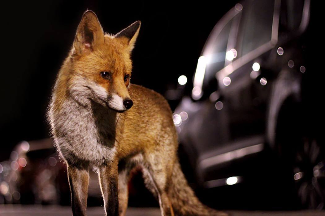 A fox stands next to a car in a parking lot