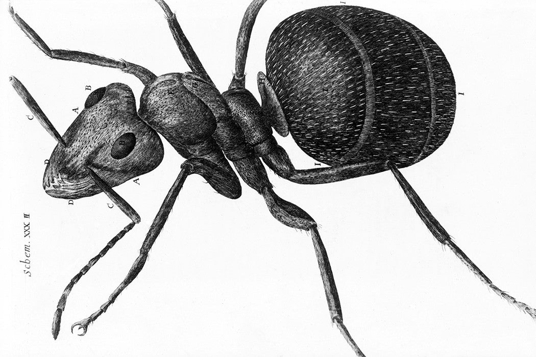 Black and white drawing of an ant