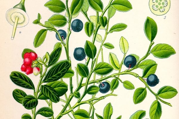Colored illustration of blueberries