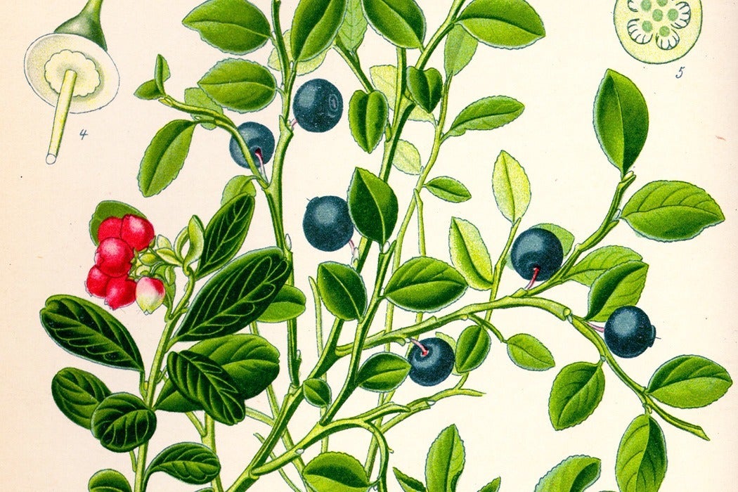 Colored illustration of blueberries