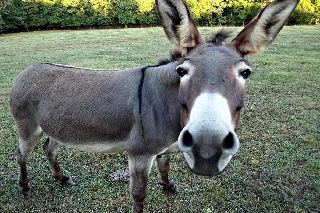 A donkey looking head-on. 