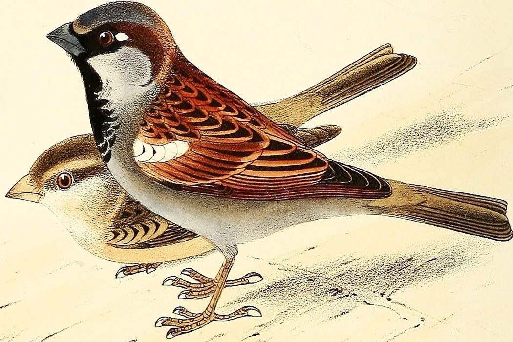 Illustration of two house sparrows