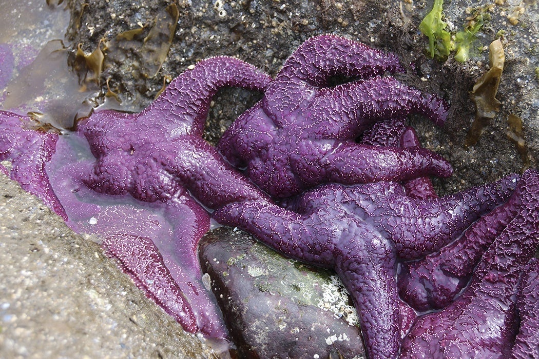 Several overlapping Purple Starfish