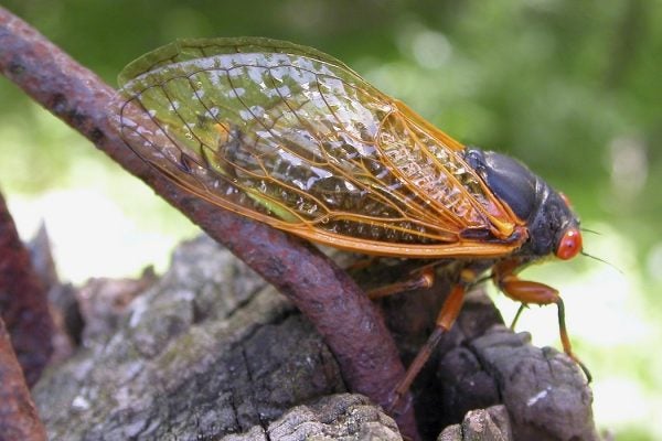 Close-up of a cicada