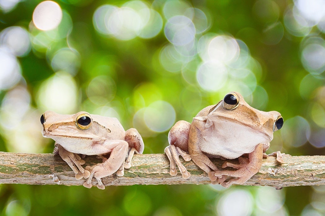 Photograph of two frogs