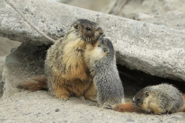 altruistic marmot