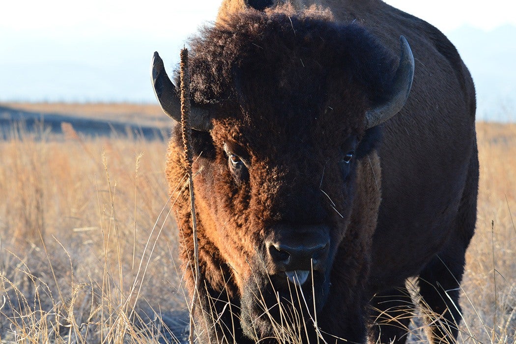 The Bison Is America's New National Mammal - JSTOR Daily
