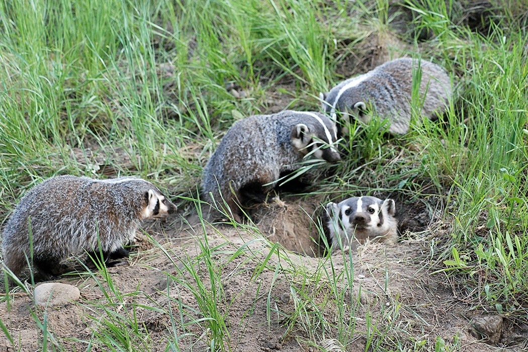 Group Of Badgers 104