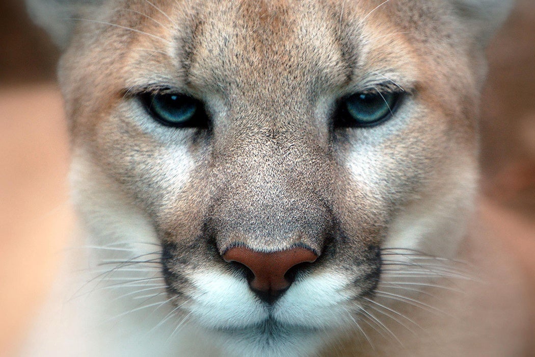 Last mountain lions in Pennsylvania revealed in history, folklore