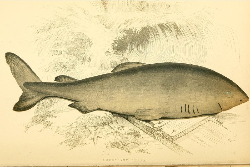 Greenland Shark illustration