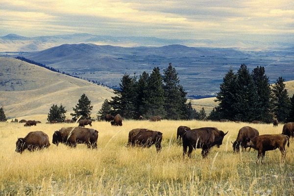 Bison herd