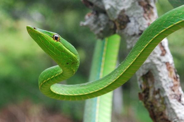 Snakes may be able to predict earthquakes