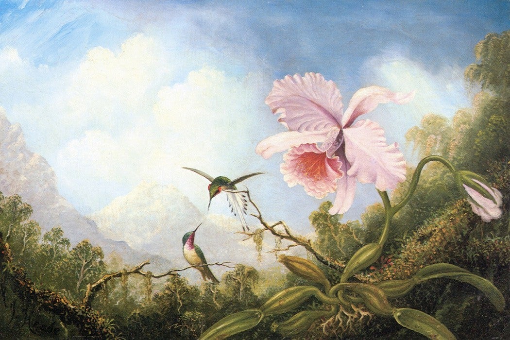 Two Hummingbirds and an Orchid