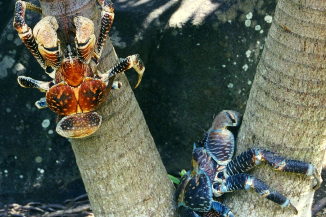 coconut crab attacks