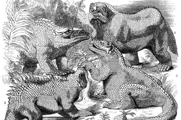 Iguanodons, Megalosaurus and Heliosaurus
