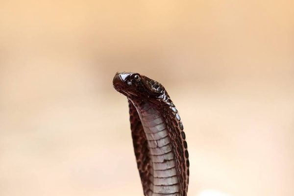 Indian Cobra