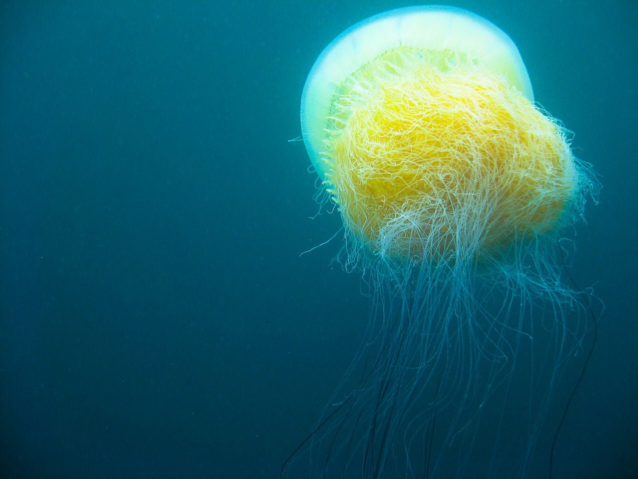 the-global-jellyfish-crisis-in-perspective-jstor-daily