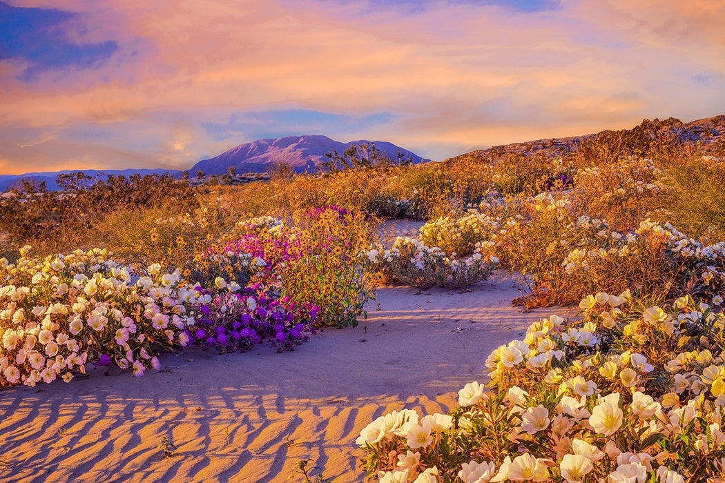 Anza Borrego Desert State Park Wildflowers,CA
